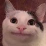 Suspicious_Cat