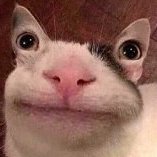 Suspicious_Cat